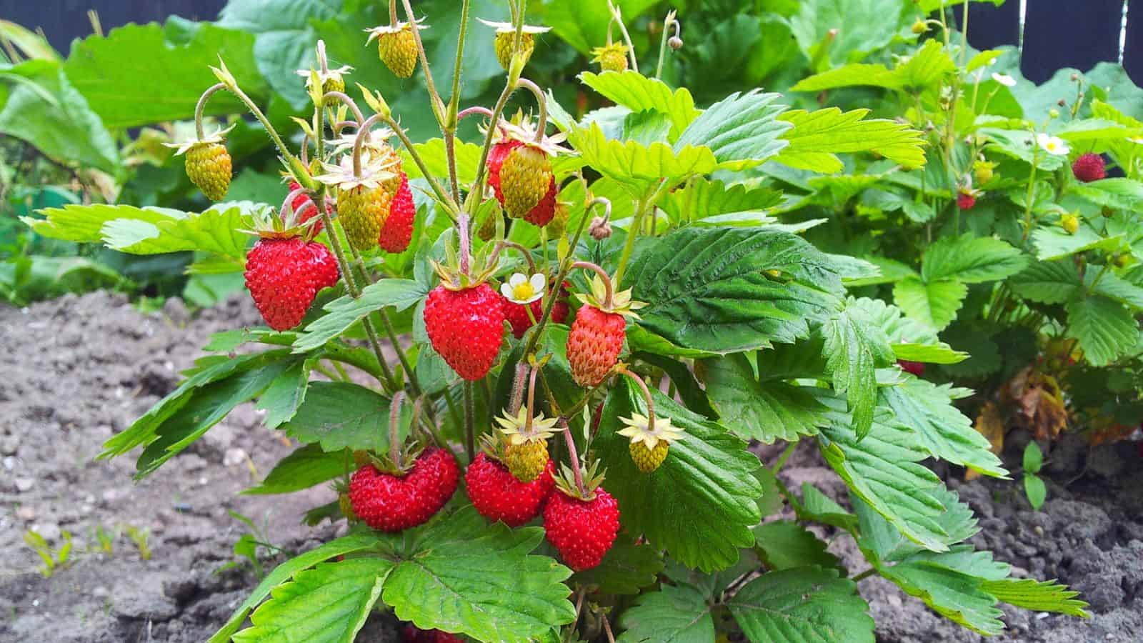 strawberry plant