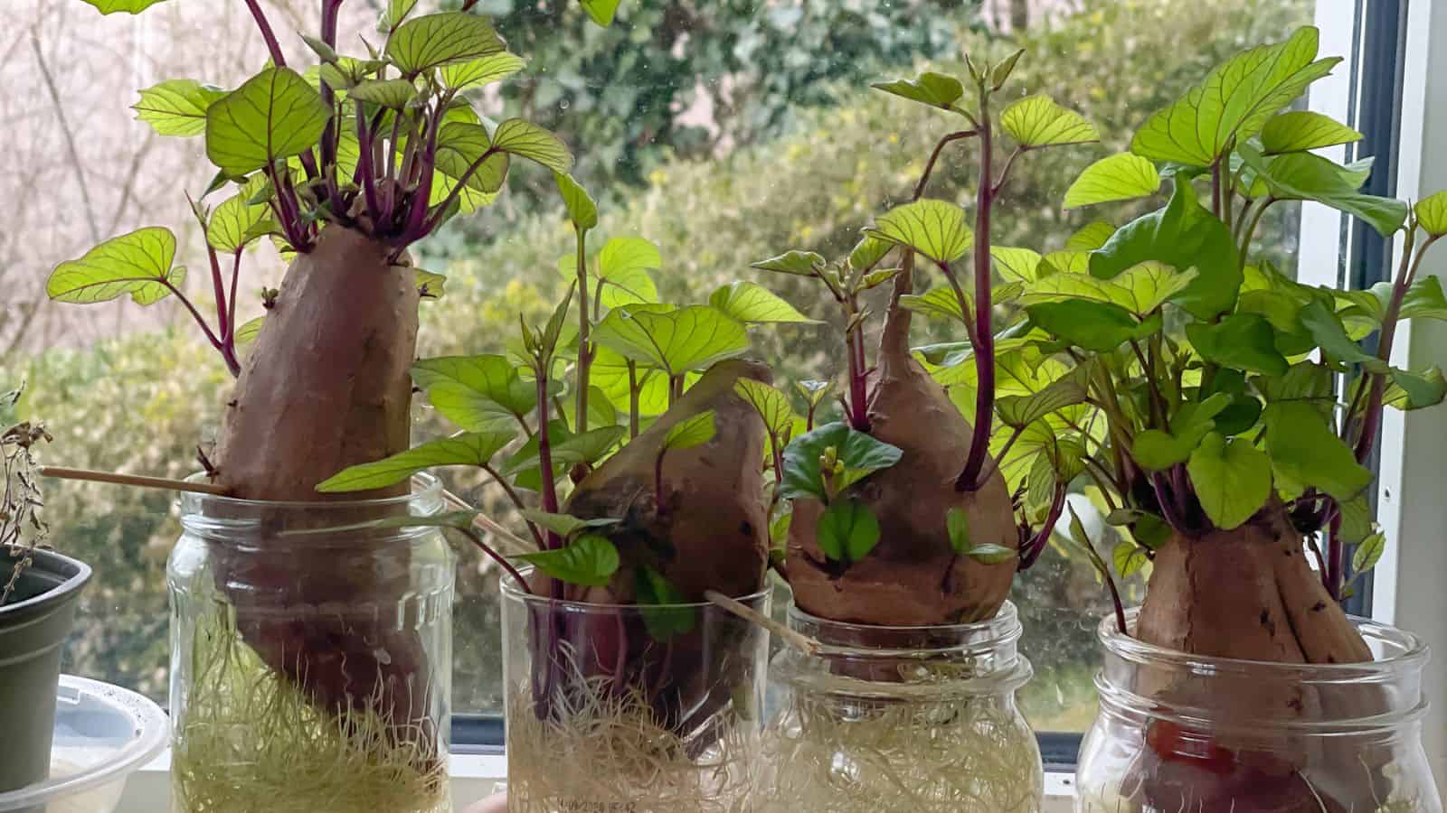 sweet potatoes sprouting in a jar