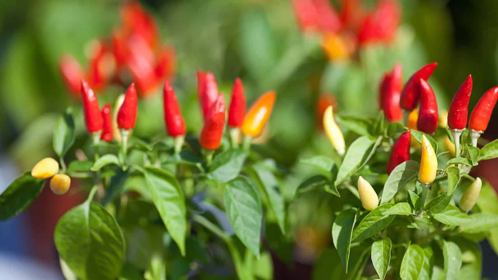 chilli plants