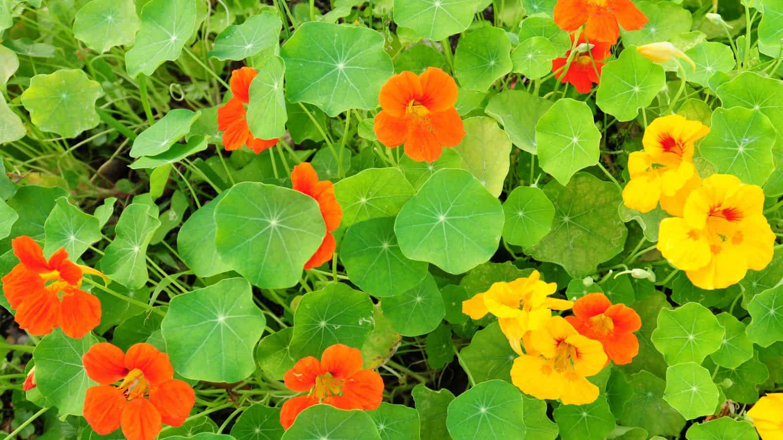 nasturtiums