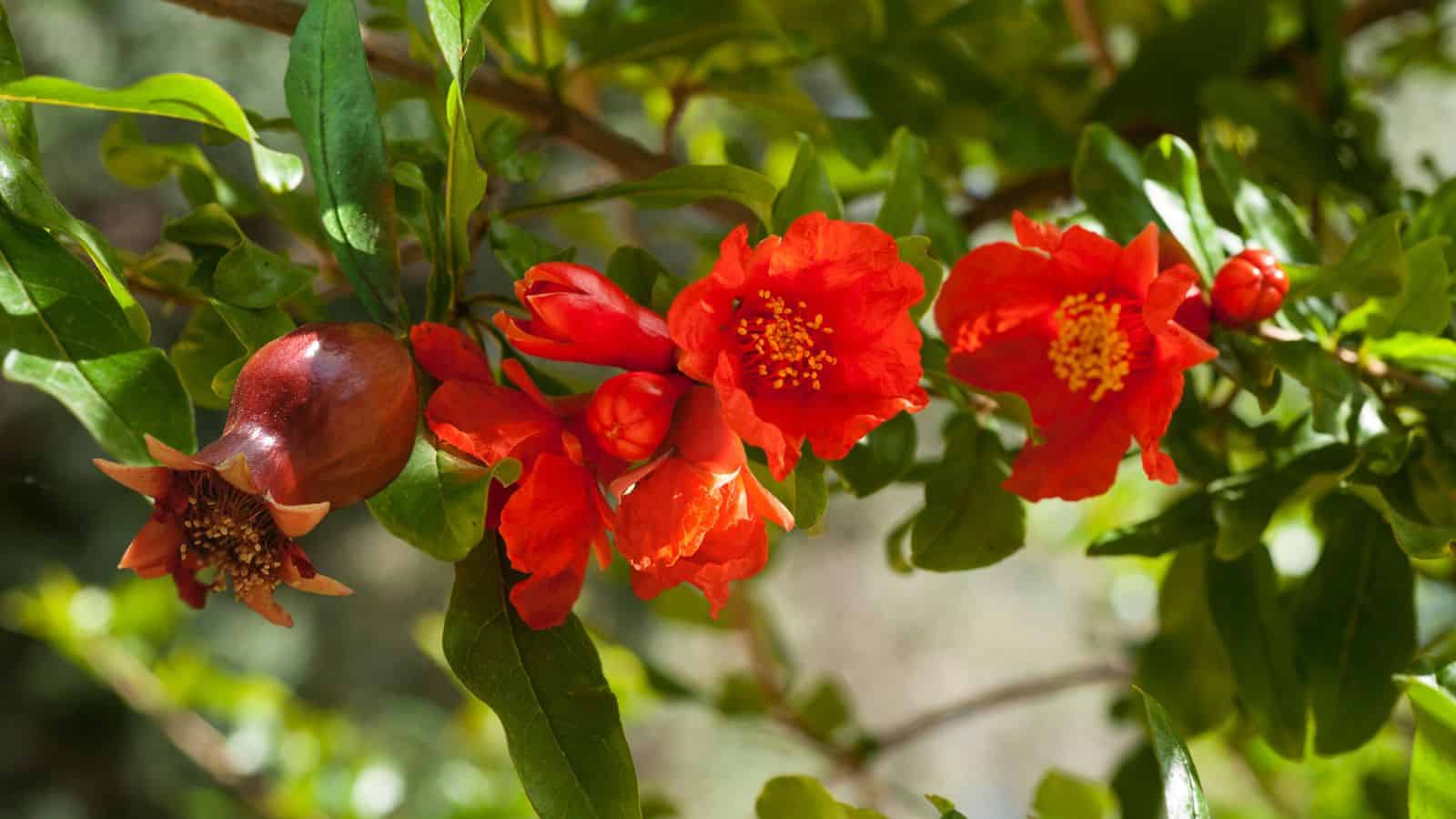 pomegranate tree