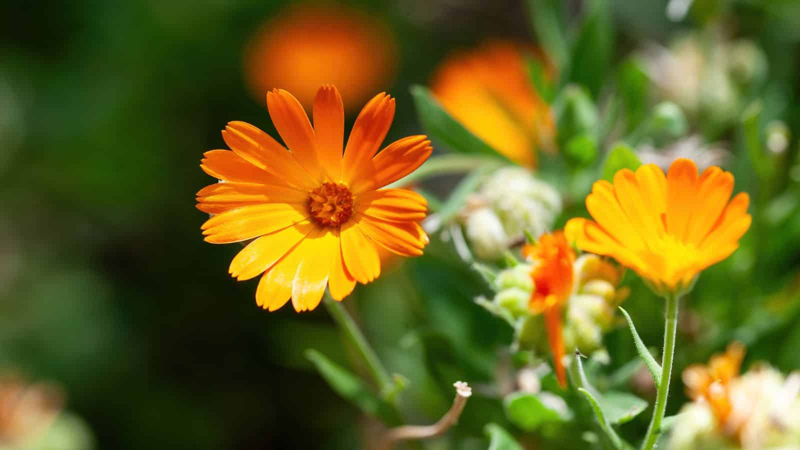 calendula flower