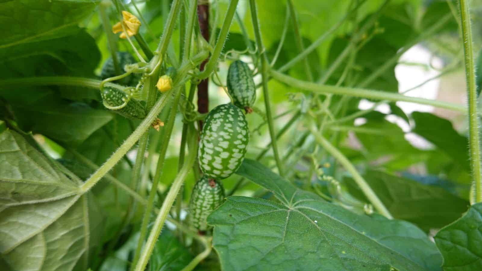 cucamelon