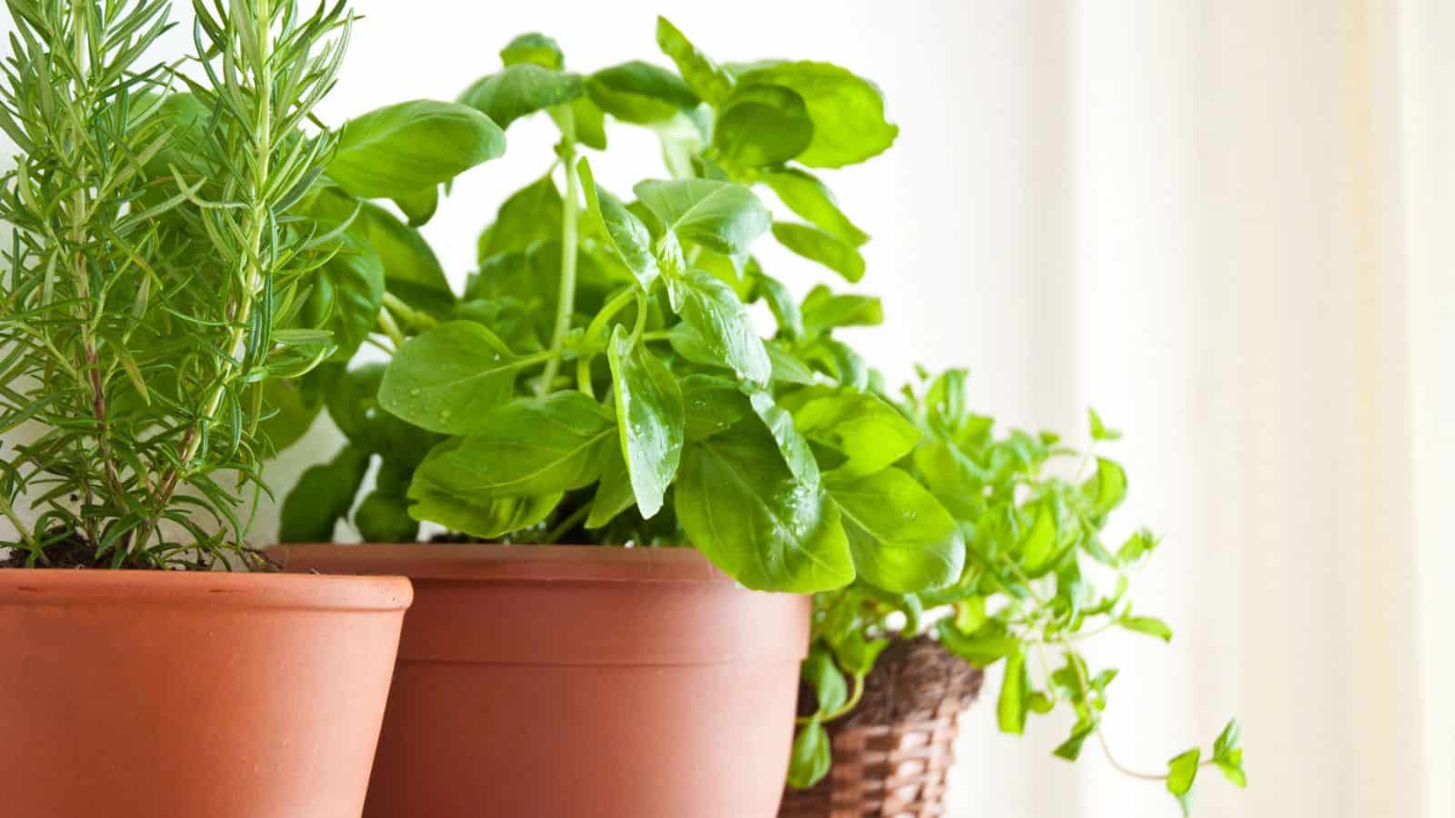 herbs rosemary basil mint on windowsill
