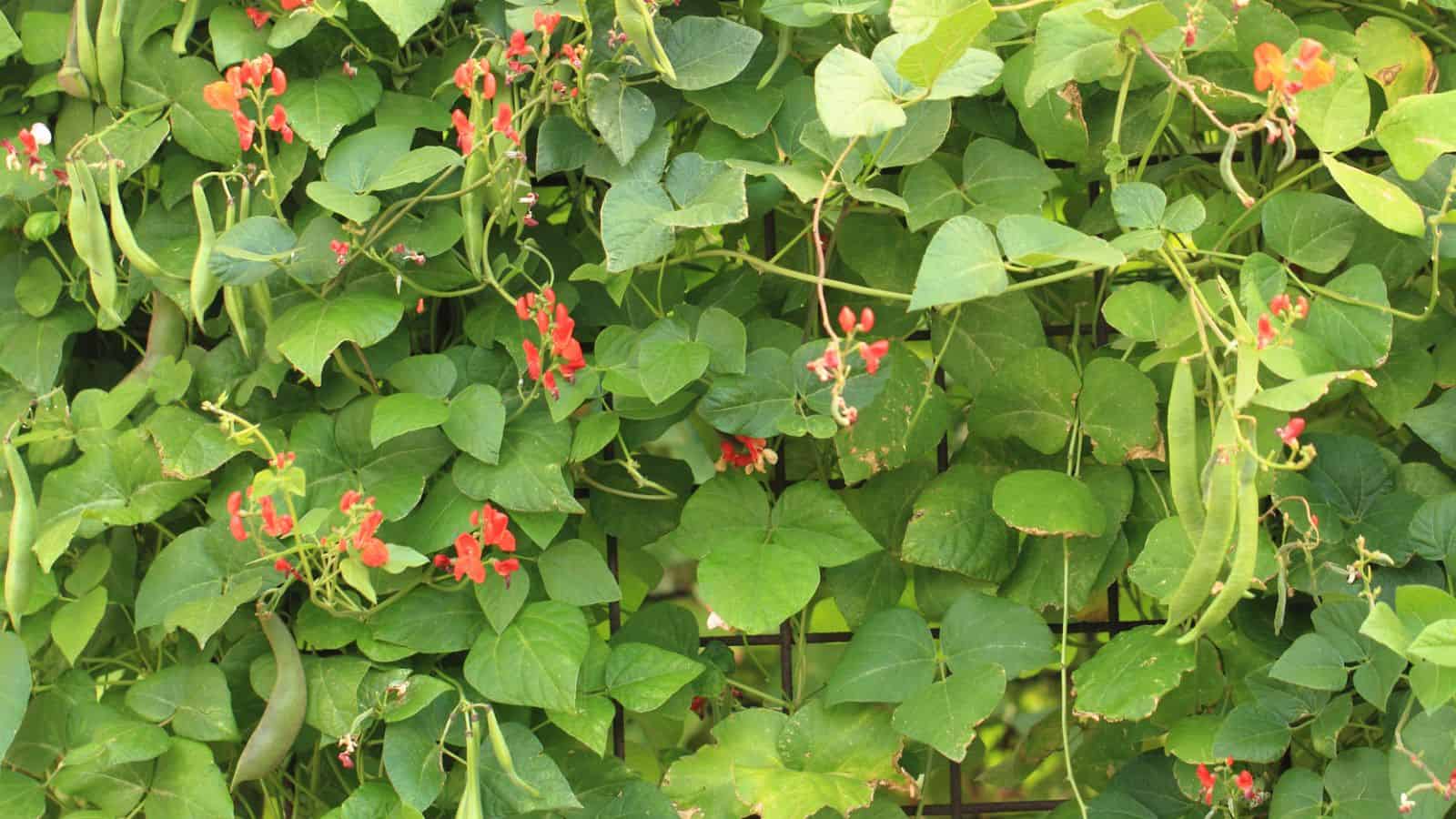 runner beans