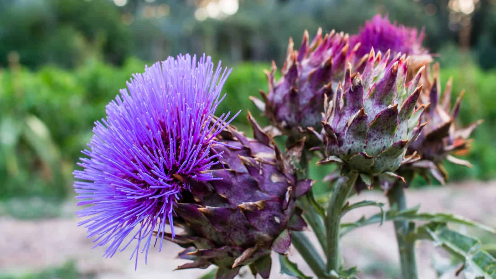 cardoon flower