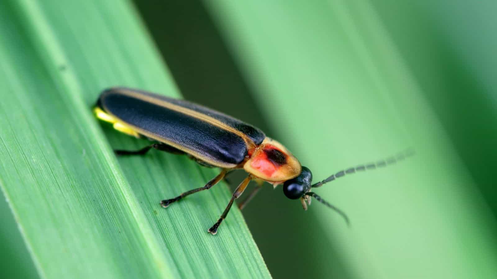 lightning bug / firefly