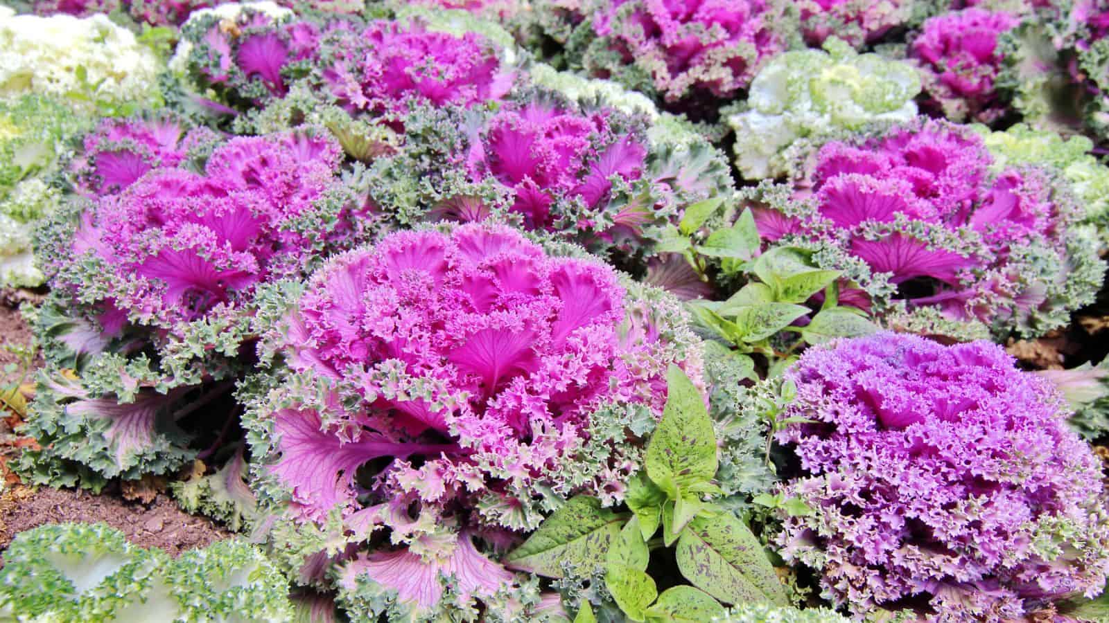 ornamental kale rosettes for edible garden