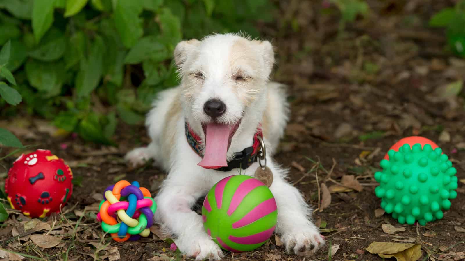 pet toys