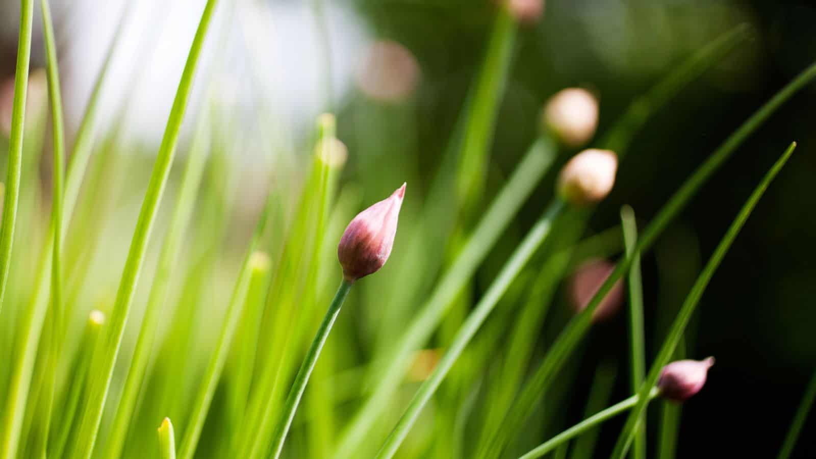 chives with flower for edible garden