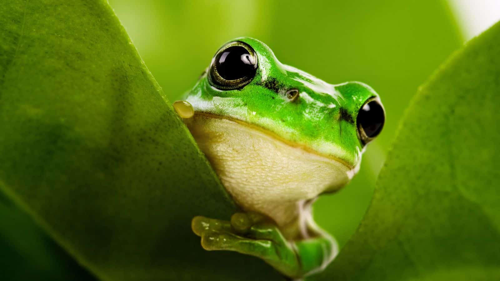 frog
