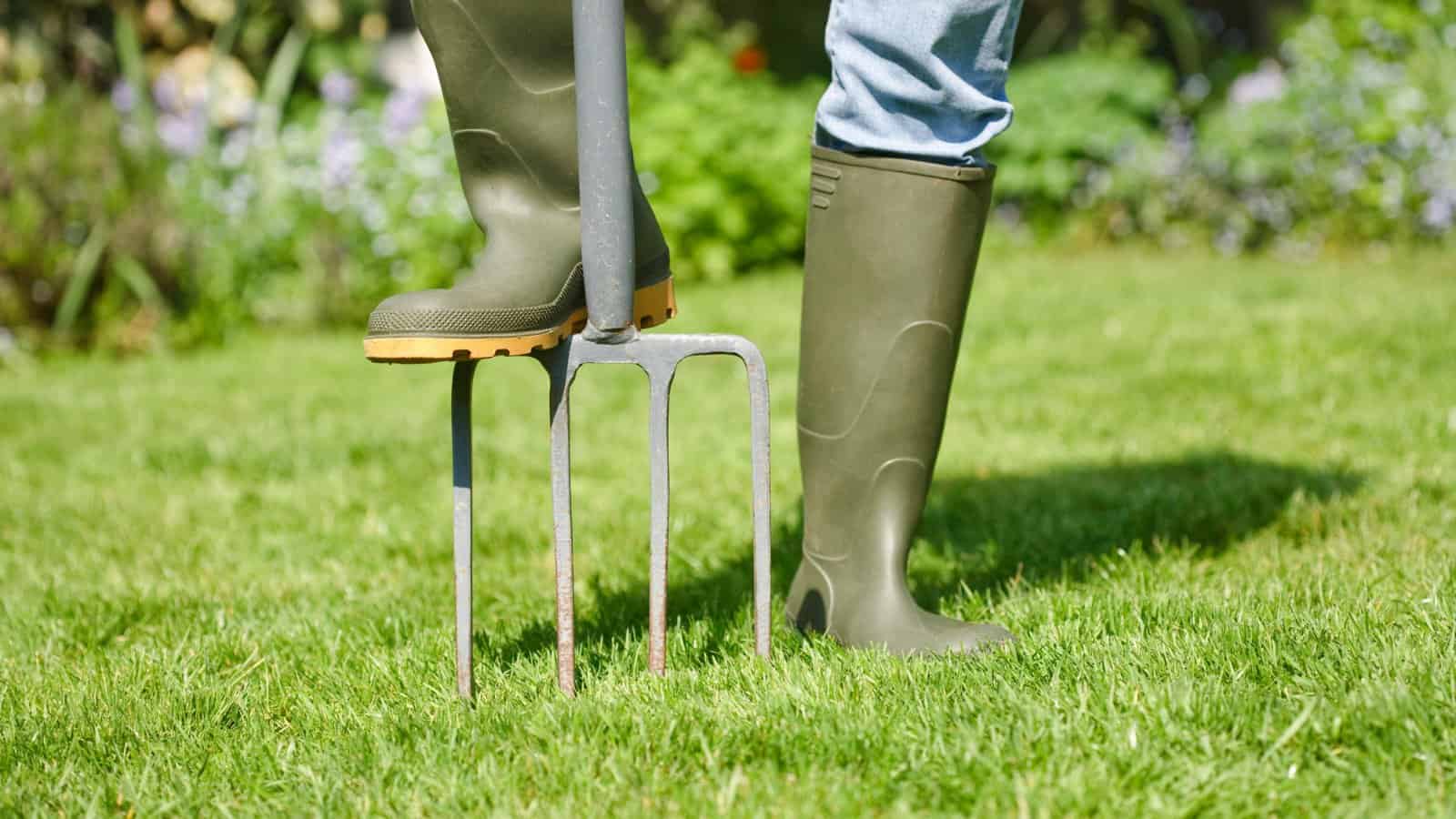 aerate lawn