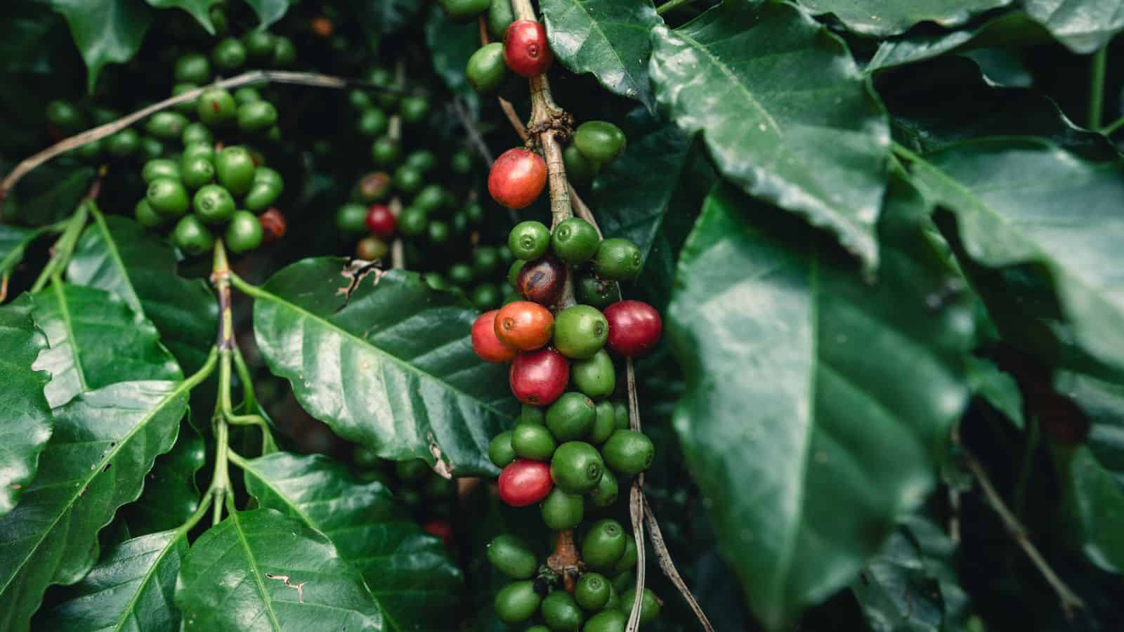 coffee plant with ripening beans