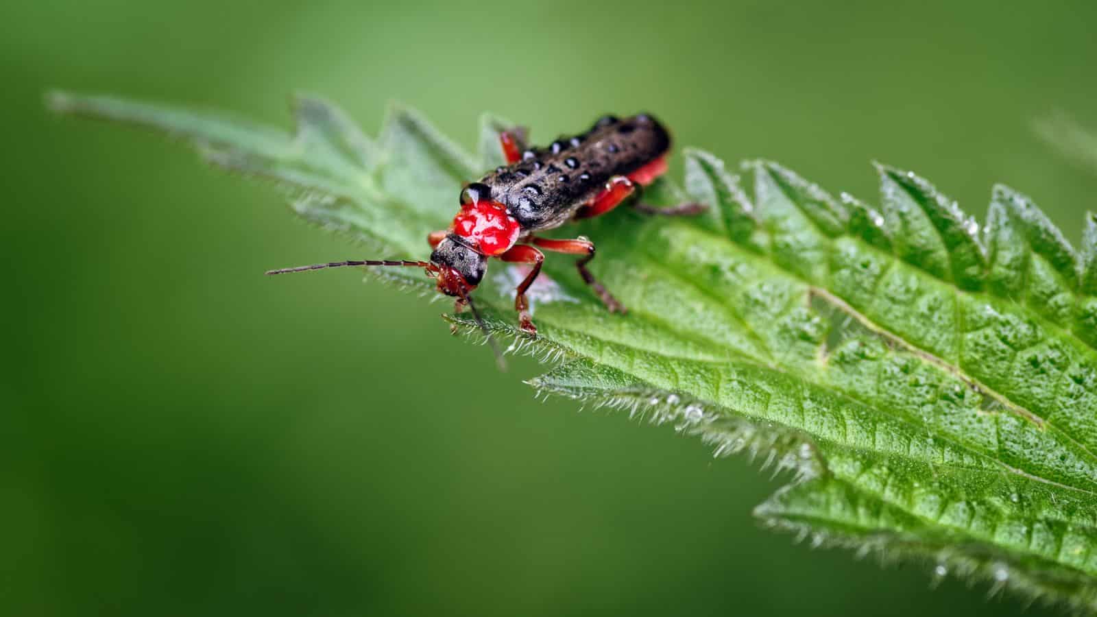 soldier beetles