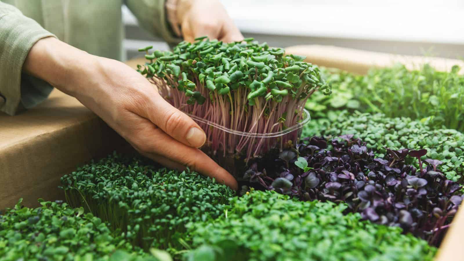 microgreens grown on trays