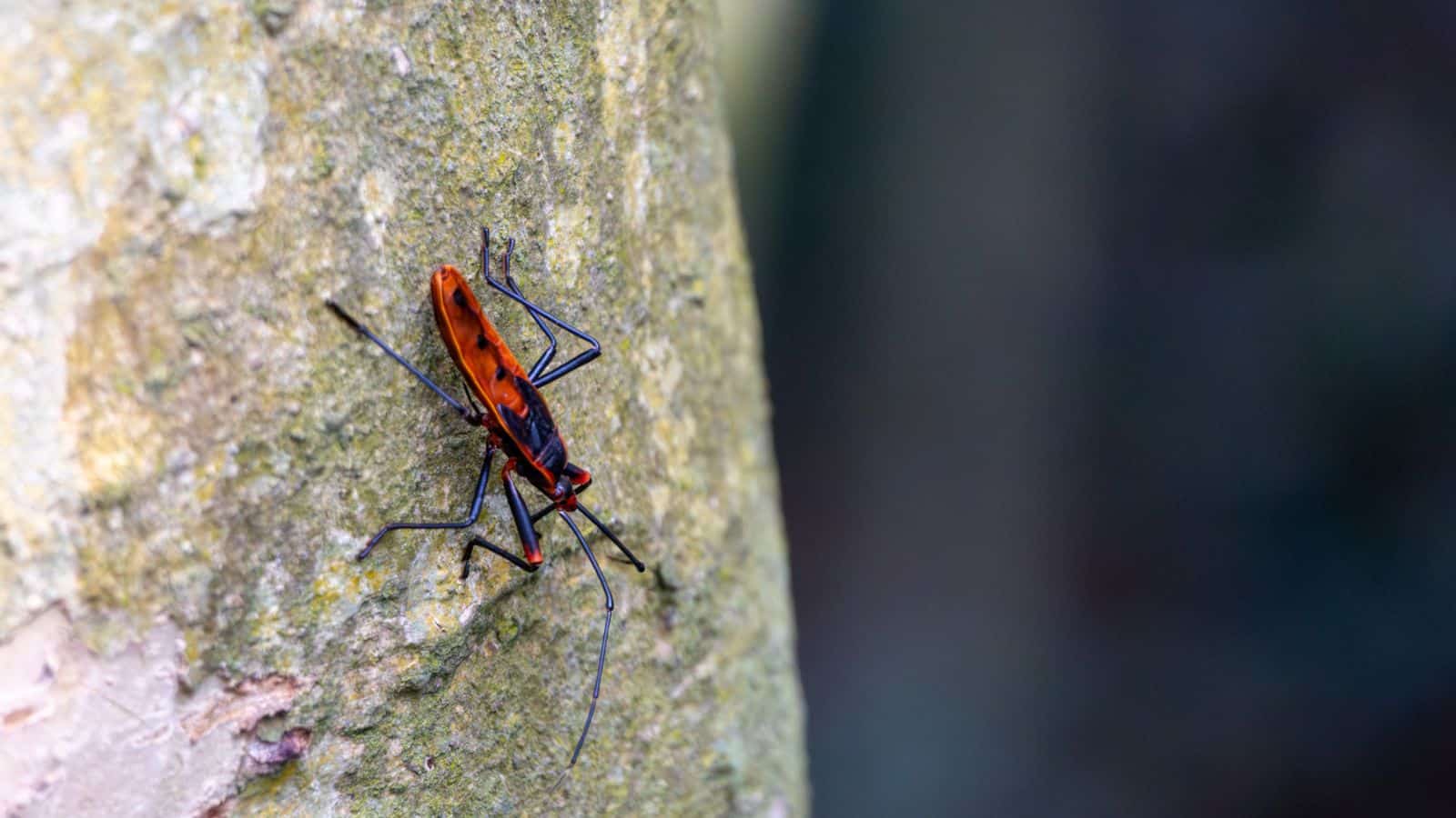 assassin bug