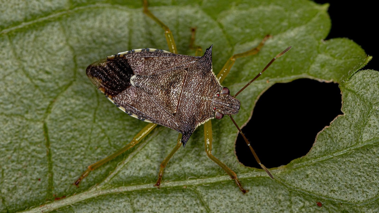 predatory stink bug