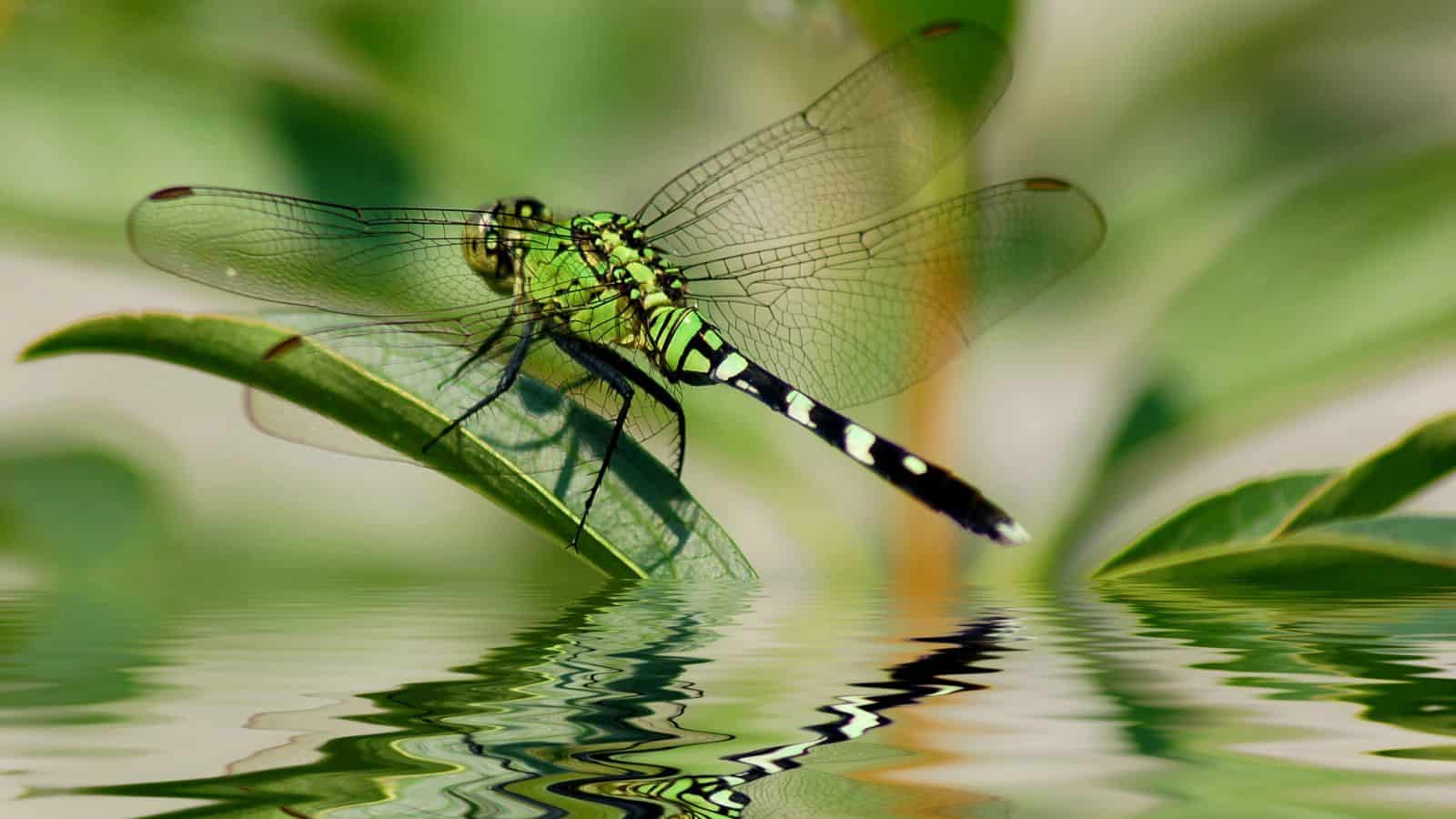 dragonfly is a beneficial insect for your garden