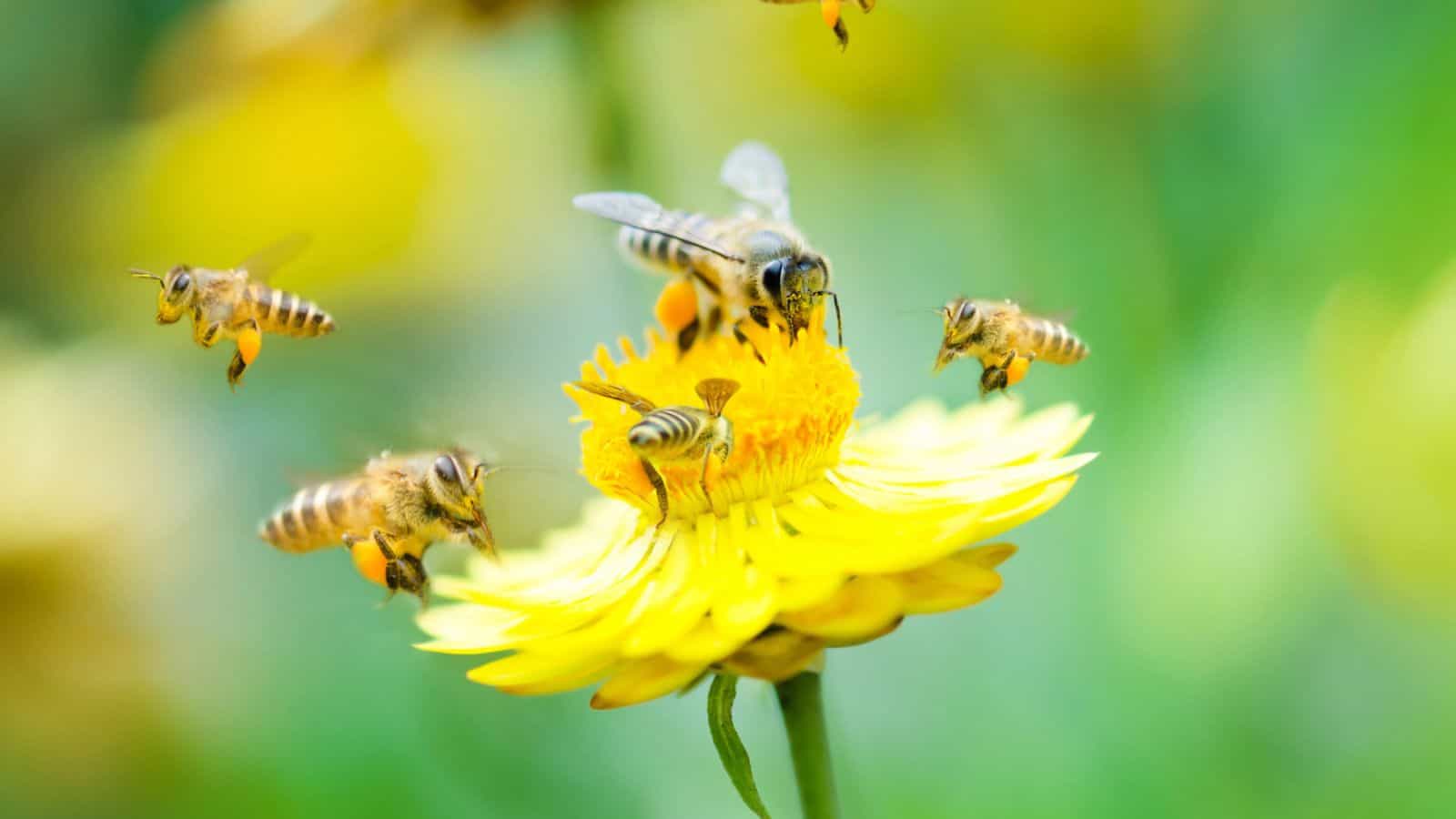 bees on flower