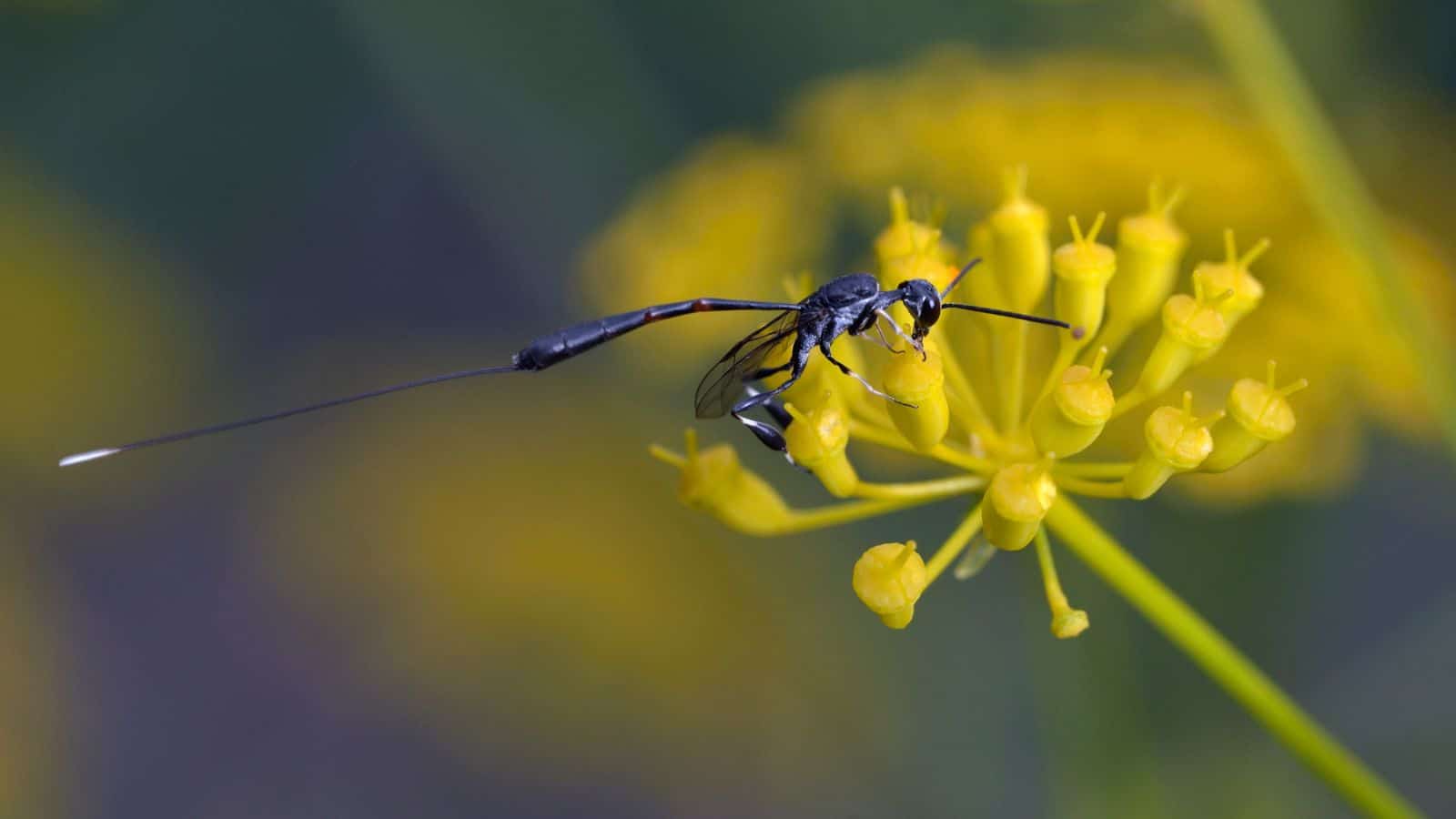 parasitic wasps