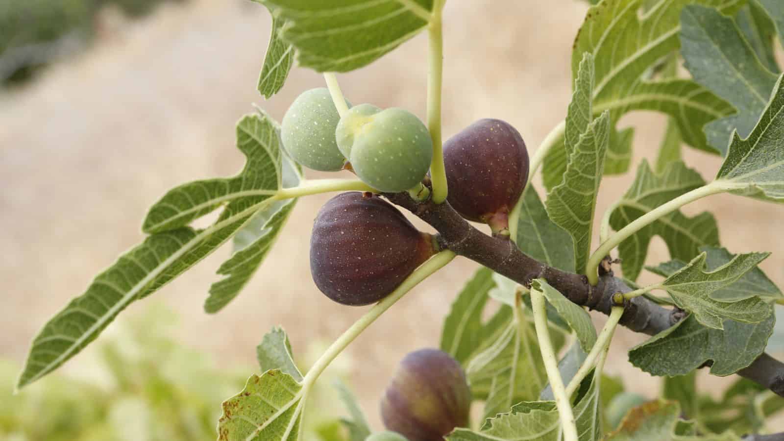 fig tree with ripe fruit