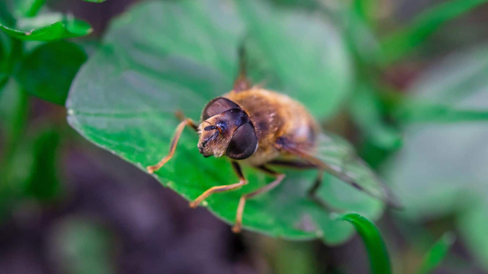 hoverflies