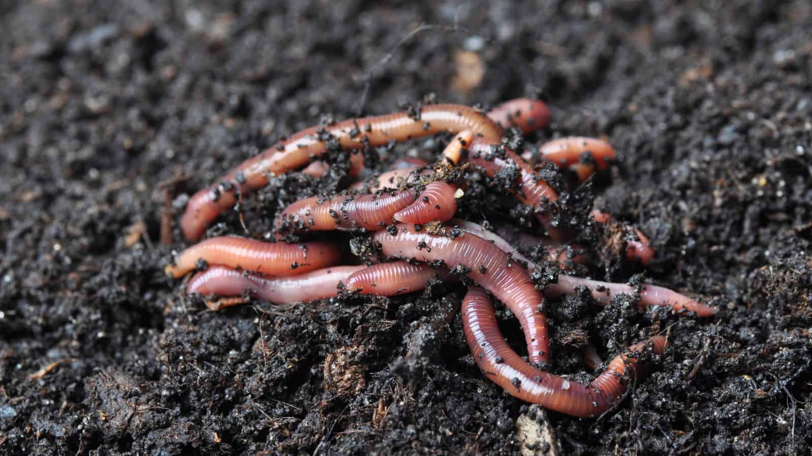 earthworms