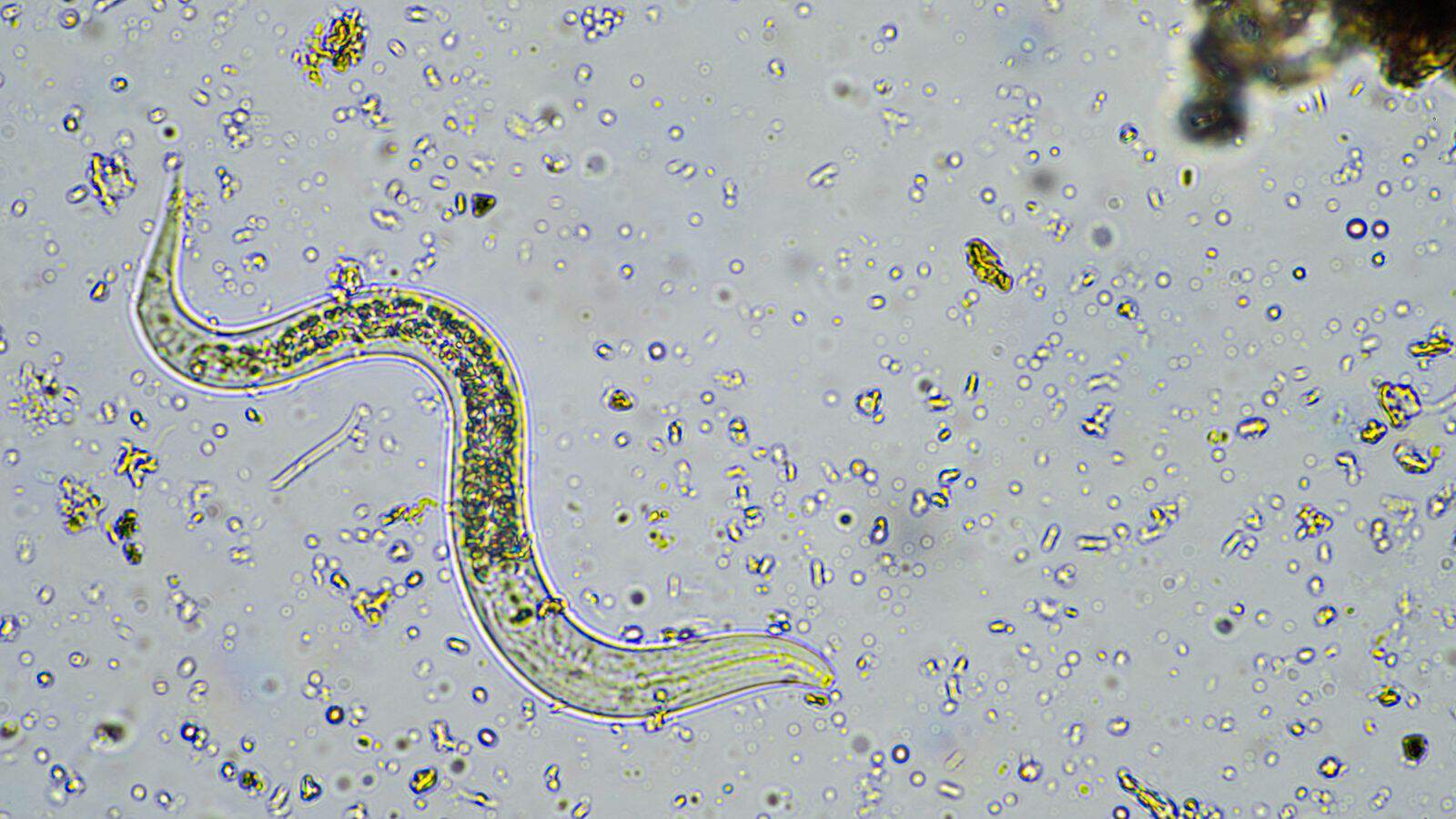 nematodes