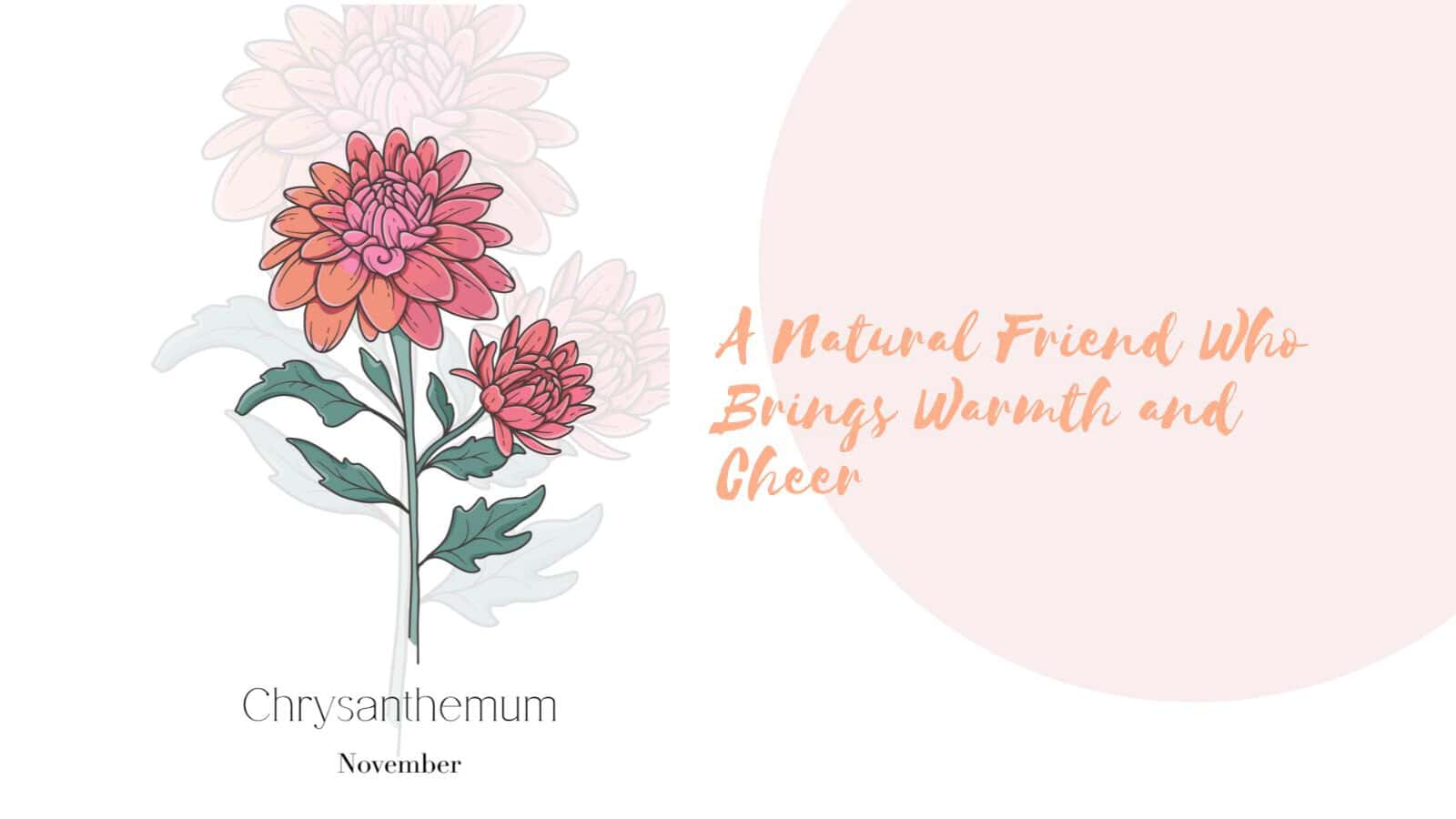Birth Month Flower - November - Chrysanthemum