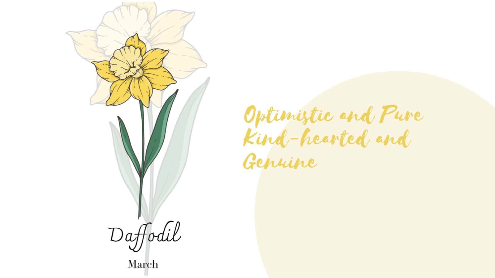 Birth Month Flower - March - Daffodil