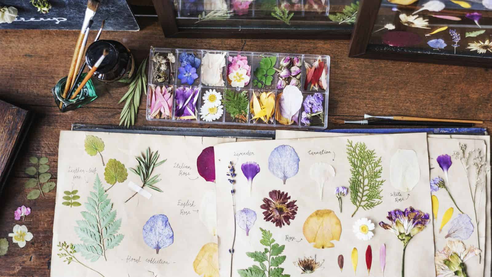 dried pressed flowers