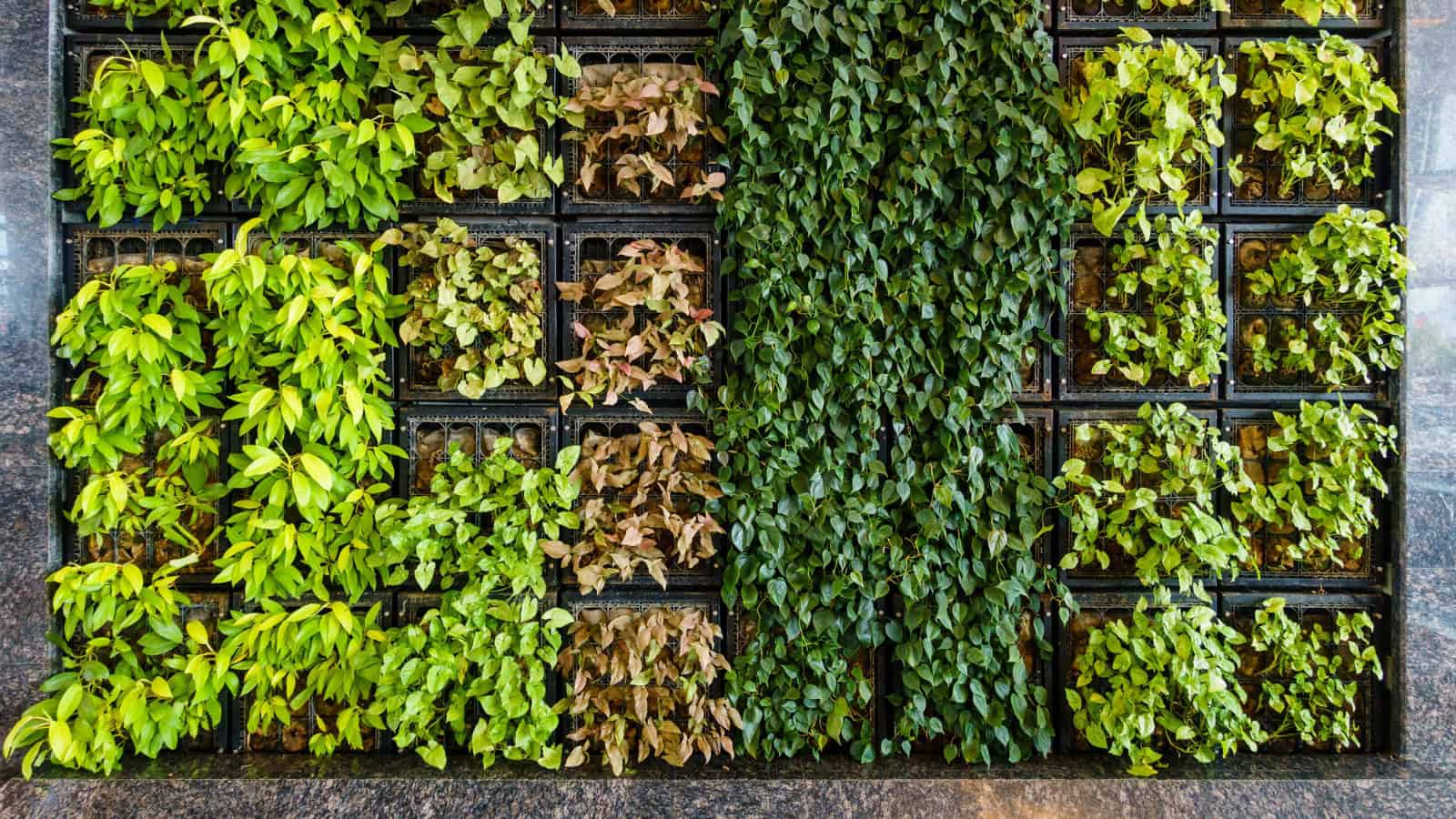 living wall